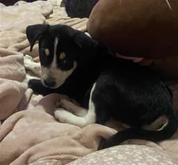 Daisy image 1
