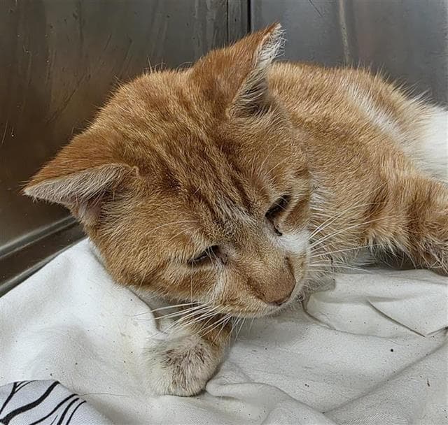 Jack - Domestic Short Hair