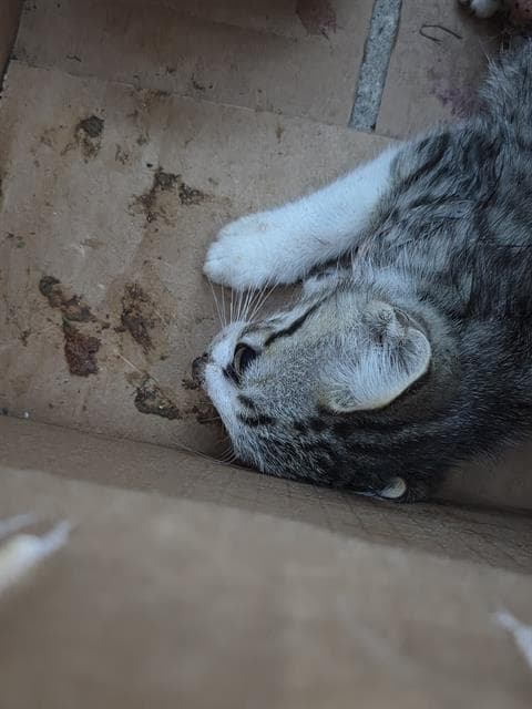 Cindy - Domestic Short Hair