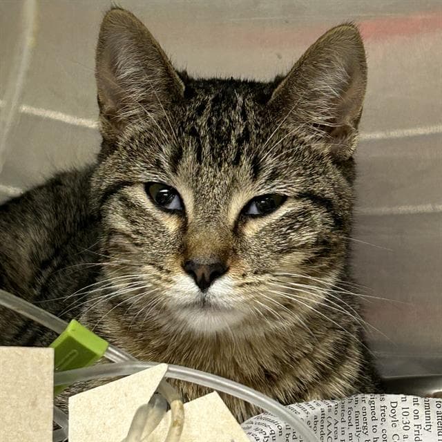 Riley - Domestic Short Hair