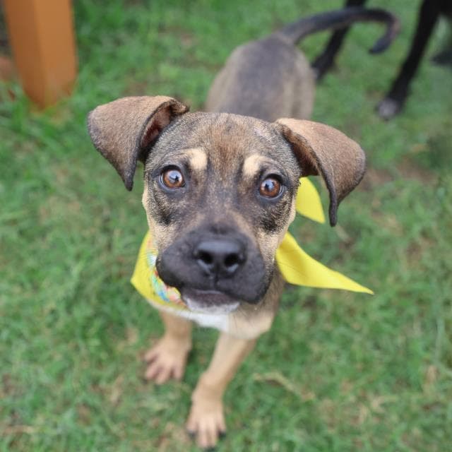 Fern - Boxer
