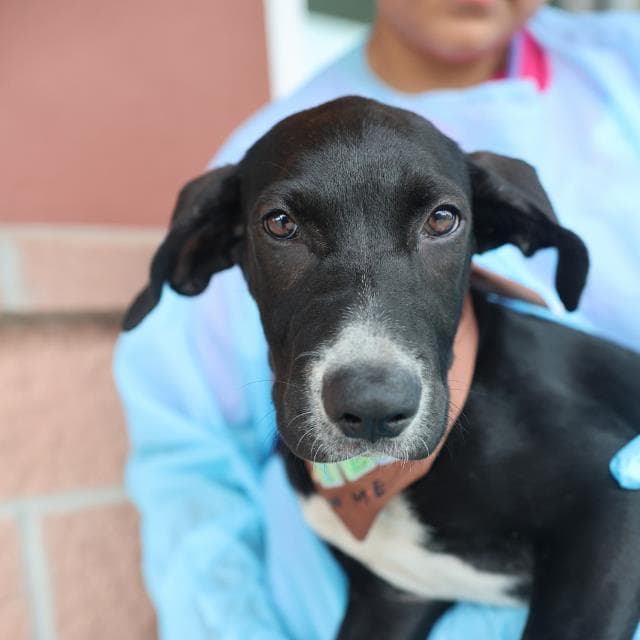 Tess - Plott Hound