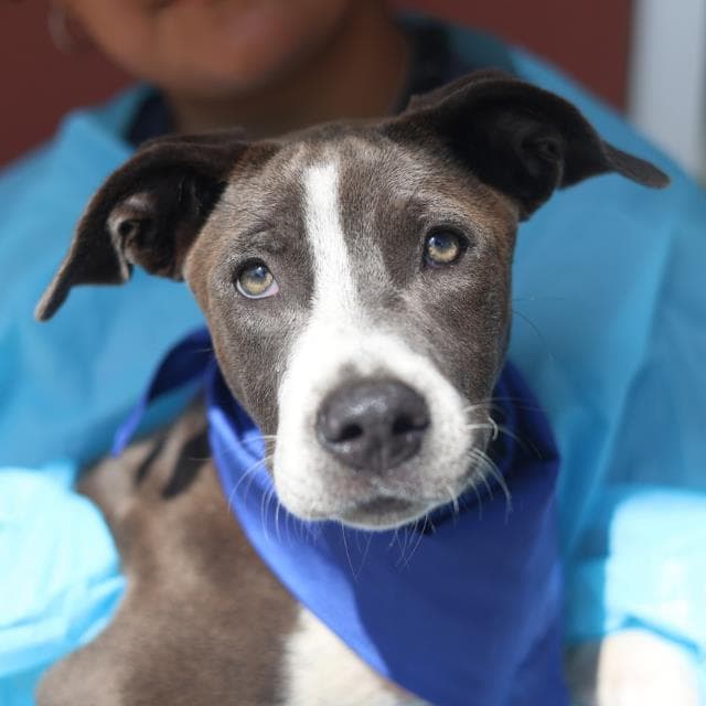 Torpedo - American Staffordshire Terrier