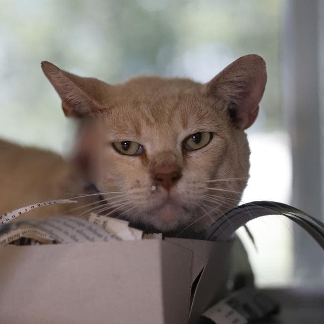Divo - Domestic Short Hair