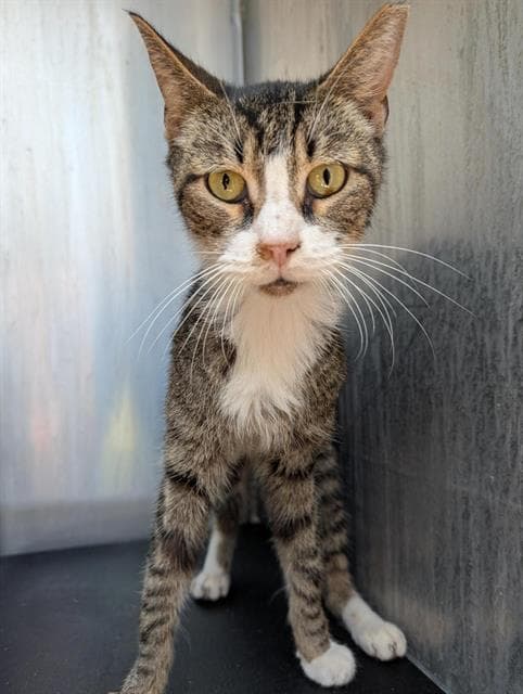 Bug - Domestic Short Hair