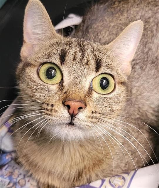 Fiona - Domestic Short Hair