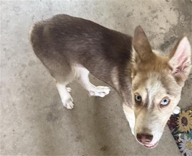 Raichu - Husky