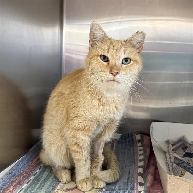 Tabby - Domestic Short Hair