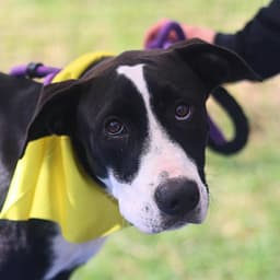 Tilly image 1