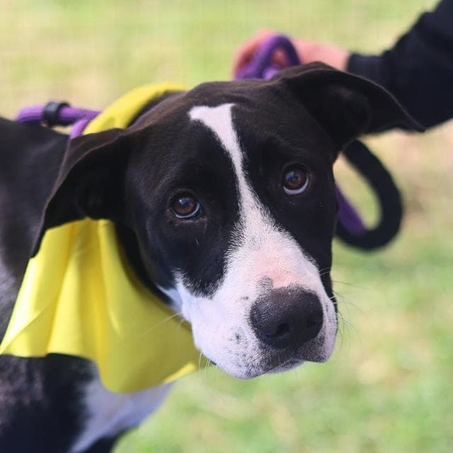 Tilly - American Staffordshire Terrier