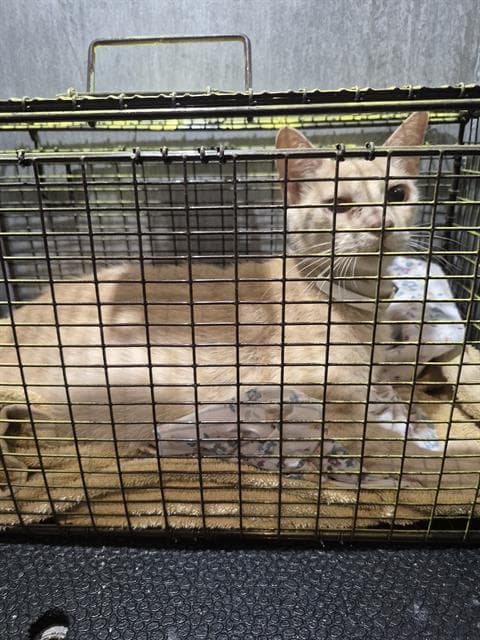 Young - Domestic Short Hair