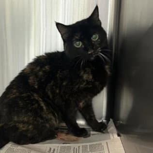 Bernice - Domestic Short Hair
