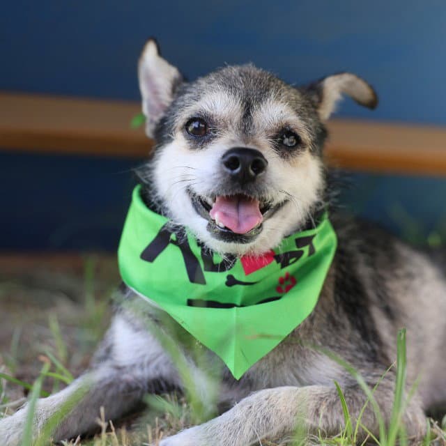 Toby - Terrier