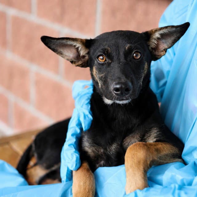 Harry - German Shepherd Dog