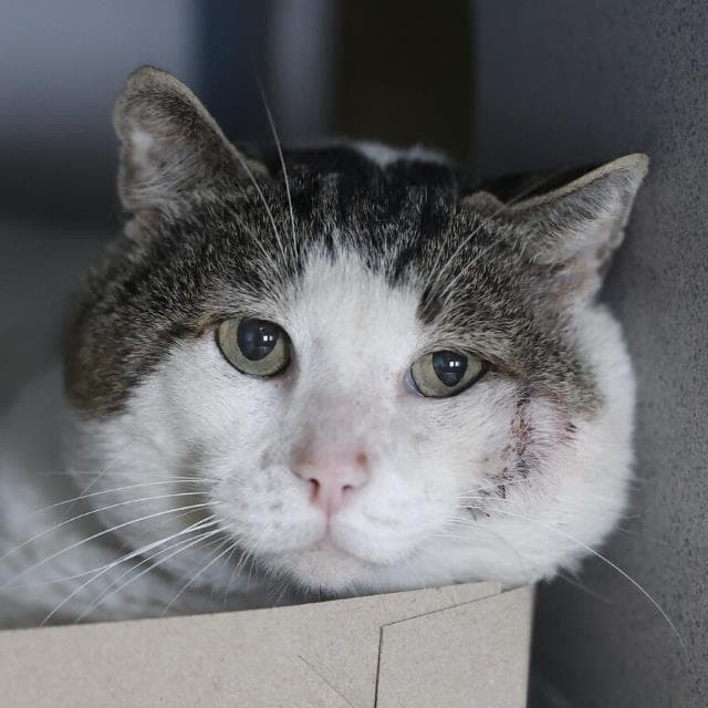 Big Boy - Domestic Short Hair