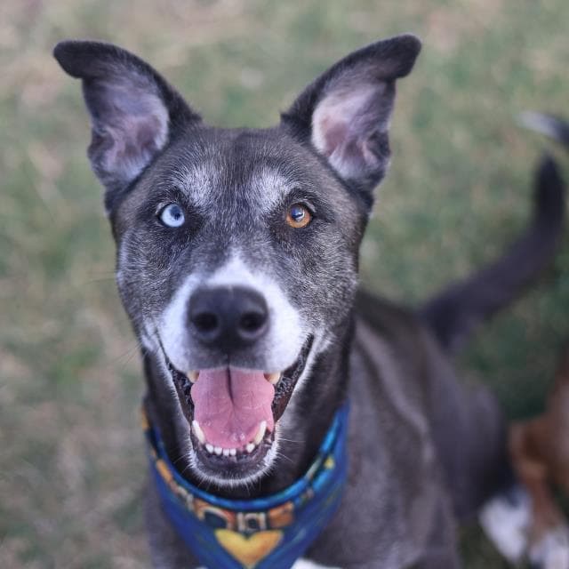 Starr - Siberian Husky