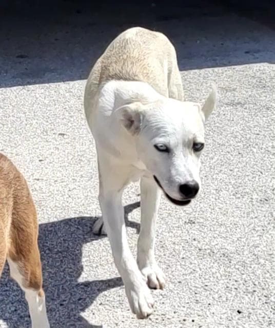 Unknown - Husky