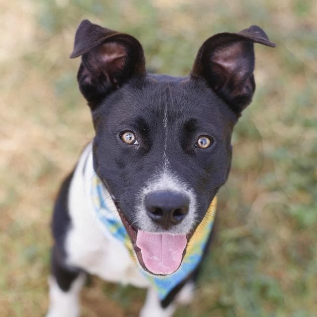 Gumbo - American Pit Bull Terrier