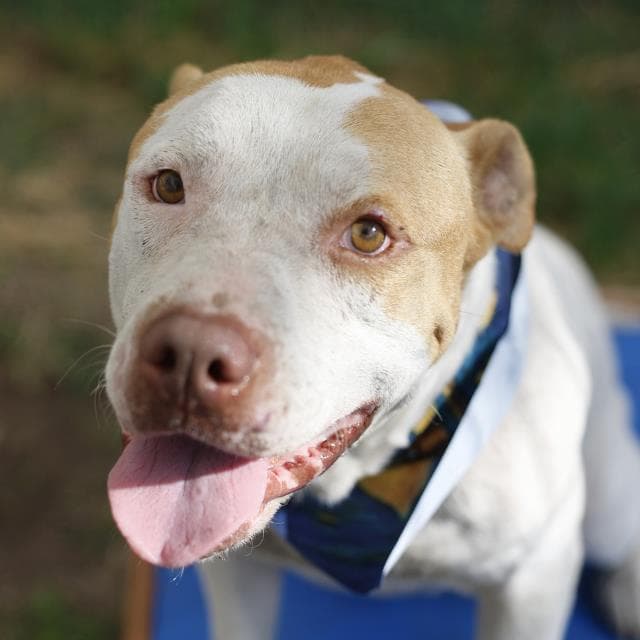 Wero - American Staffordshire Terrier