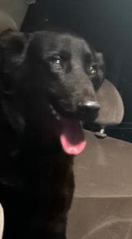 Manfred - Labrador Retriever