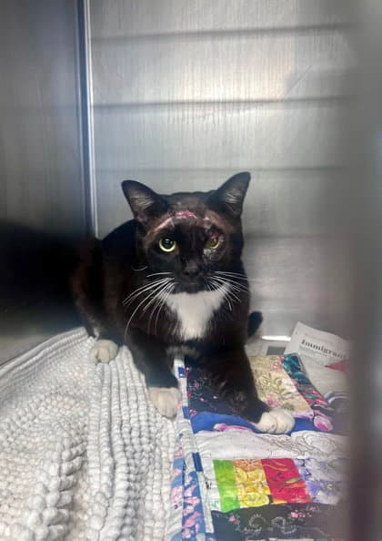 Scarface - Domestic Short Hair