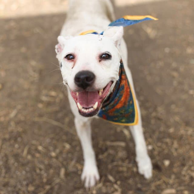 Pumpernickle - American Staffordshire Terrier