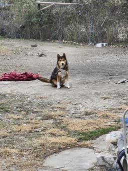 Jake image 1
