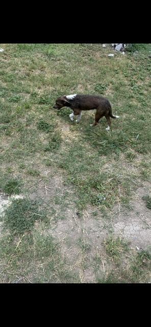 Seige - Terrier