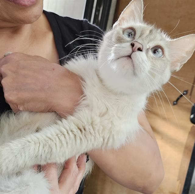 Delilah - Domestic Medium Hair