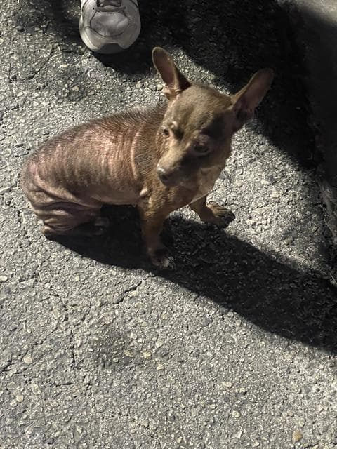 Unknown - Chihuahua