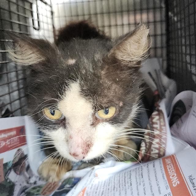King Arthur - Domestic Short Hair