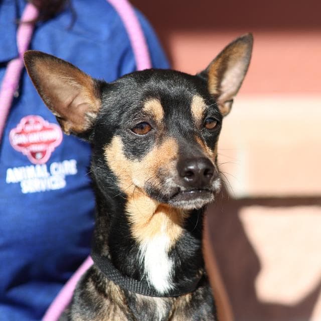 Willson - Terrier
