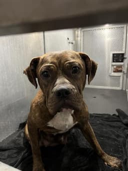Maddy image 1