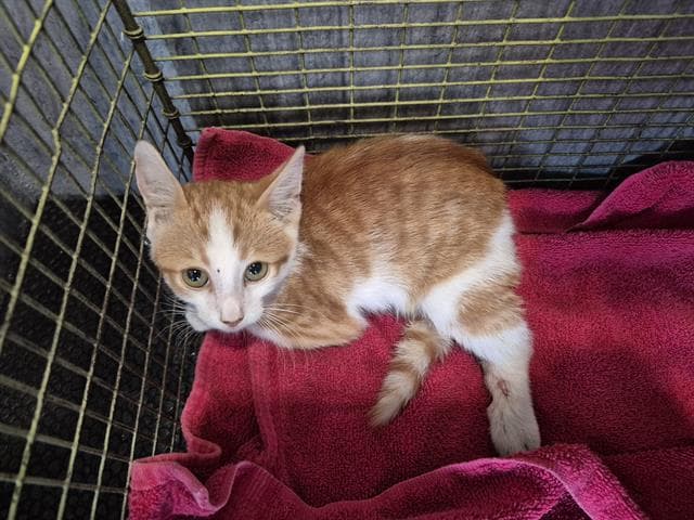 Sherry - Domestic Short Hair