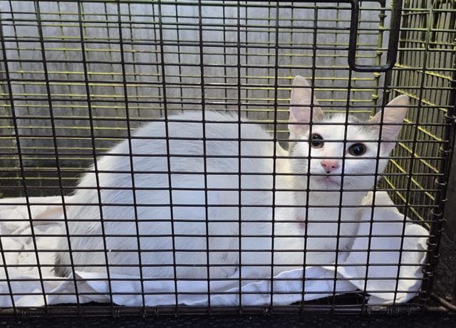 Torta - Domestic Short Hair