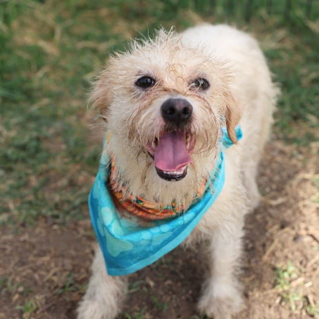 Caramel - Terrier