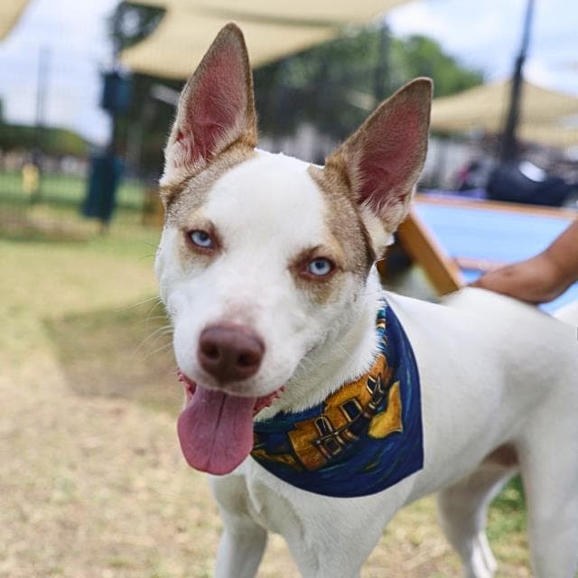 Sue