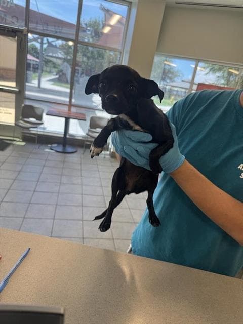 Aurelia - Chihuahua