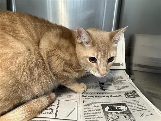 Milo - Domestic Short Hair