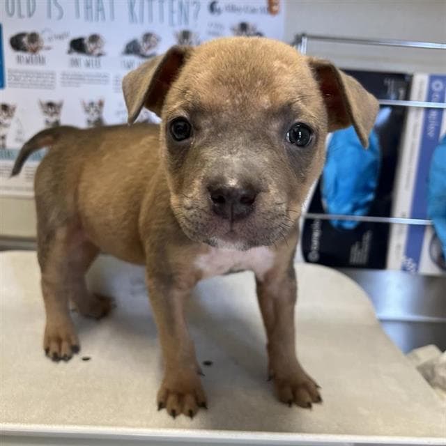 Charlotte - Terrier
