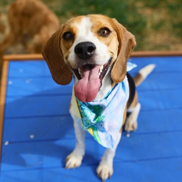 Oli - Beagle
