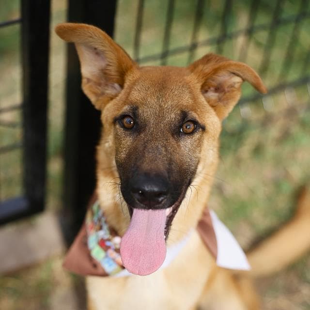 Pumpkin - German Shepherd Dog