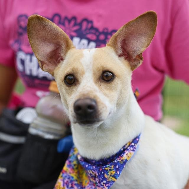 Teddy - Chihuahua