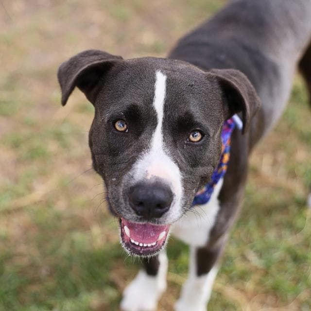Bailey - American Staffordshire Terrier