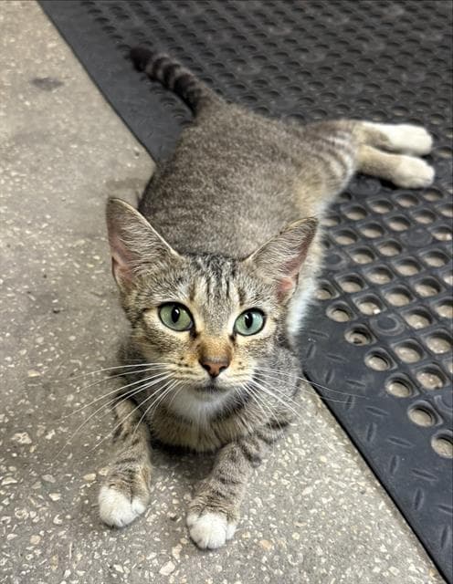 Connie - Domestic Short Hair