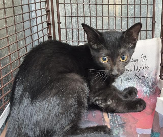 Darla - Domestic Medium Hair