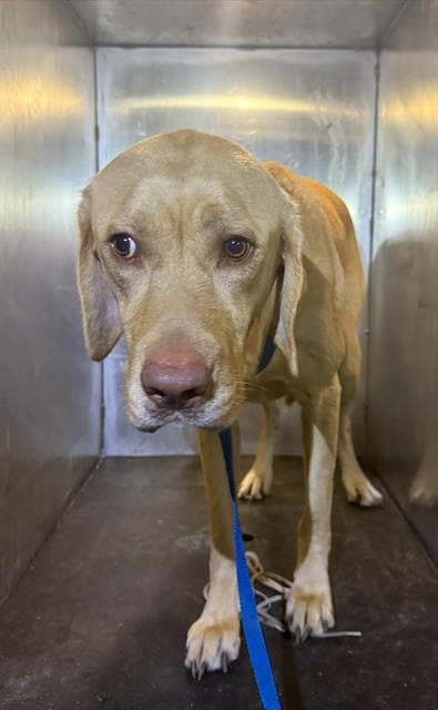 Colorado - Labrador Retriever