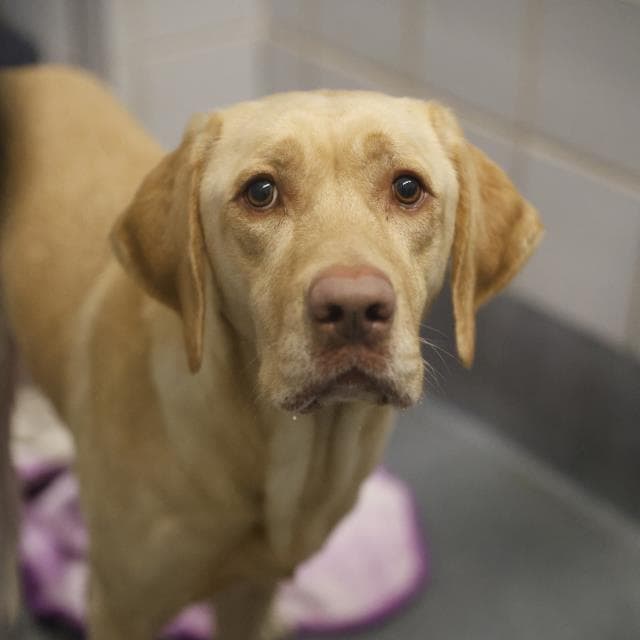 Colorado - Labrador Retriever