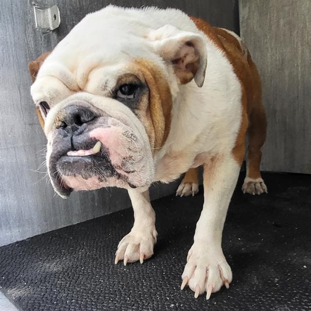 Clementine - English Bulldog