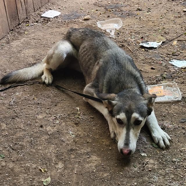 Zaza - Husky